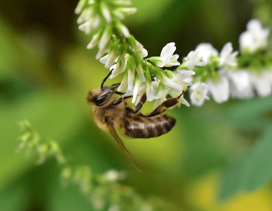 Biodiversiteit met bijen
