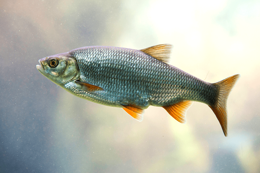 biologische bestrijding vissen