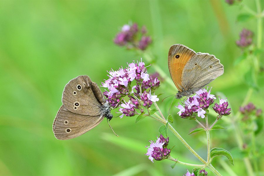 Flora Care vlinders