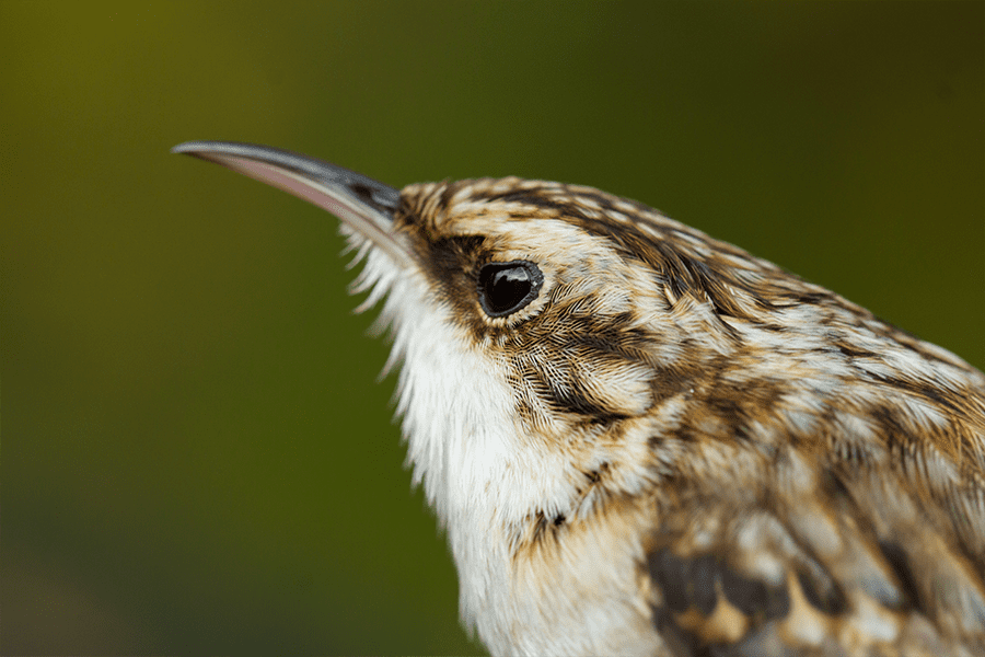 Vogelnesten via Traas Nature Care
