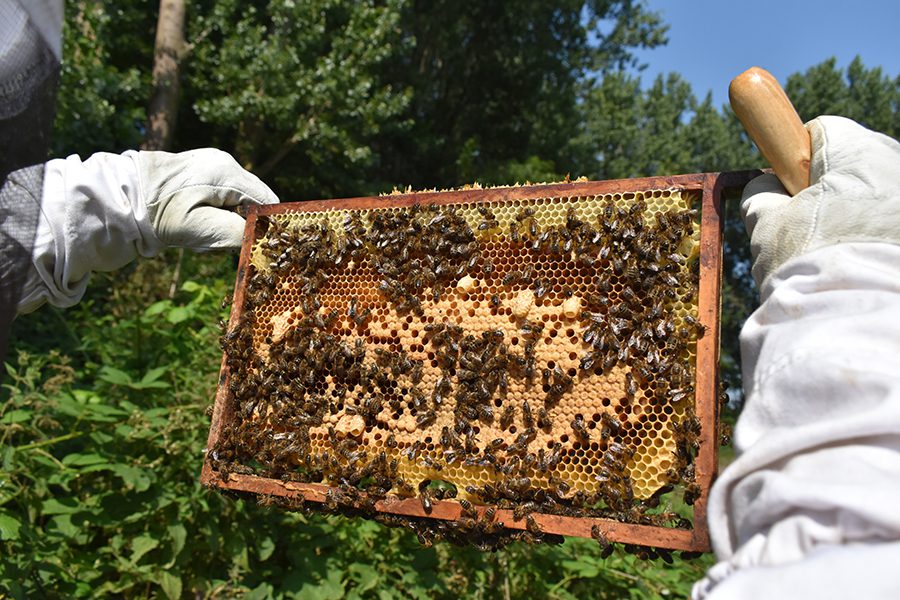 Imkers bijenvolk